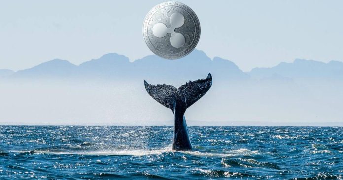 Запасы XRP в кошельках криптокитов увеличились на 360 млн монет