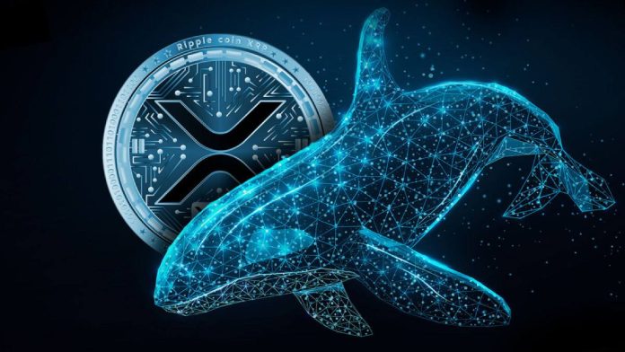 Криптокиты нарастили запасы XRP во время медвежьего тренда