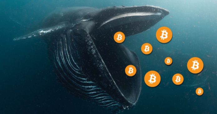 CryptoQuant: росту курса биткоина способствуют только криптокиты