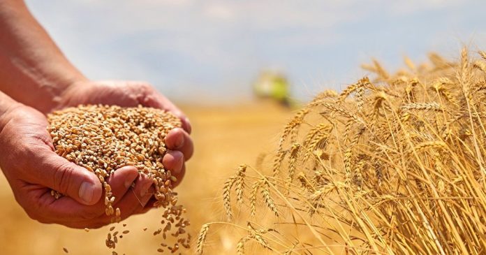 РФ в январе-мае увеличила поставки продукции АПК в страны ЕАЭС на 10%