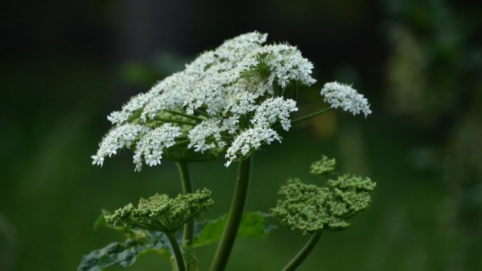 Какие штрафы грозят дачникам за борщевик: комментарий эксперта