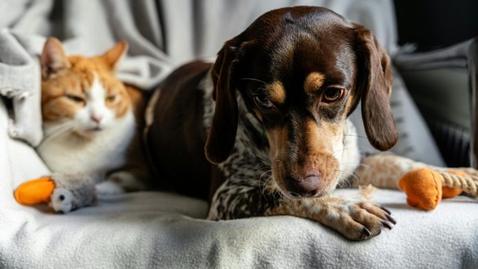 Юрист объяснил, можно ли оставить наследство своей кошке или собаке
