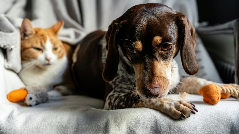 Домашние питомцы Домашние питомцы