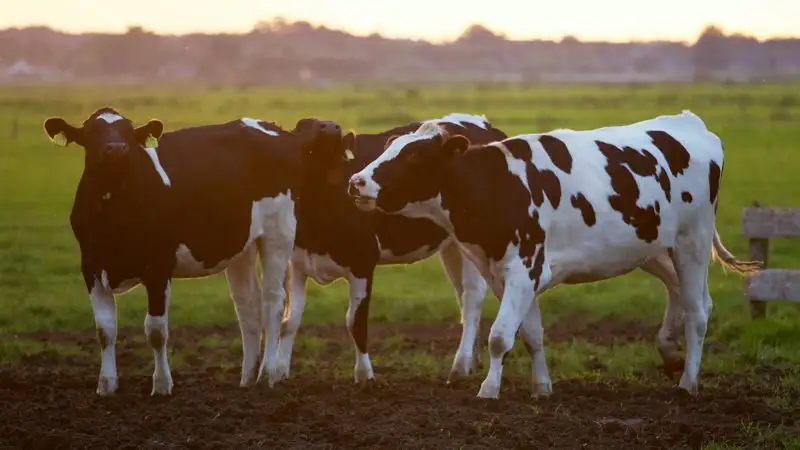 Революция на тарелке. Что думают об отказе от мяса в Казахстане и мире?